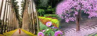 Royal Botanical Gardens Peradeniya