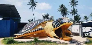 Sea Turtle Conservation Project