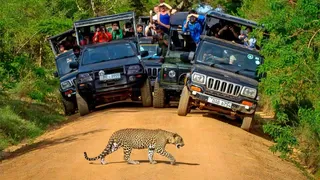 Wilpattu National Park Safari