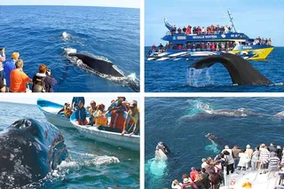 Mirissa Whale & Dolphin Watching