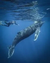 Mirissa Whale Snorkeling Experience