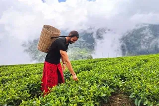 Bluefield Tea Factory