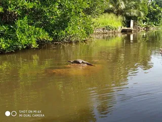 Bentota River Boat Ride