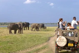 Wild Elephant Safari