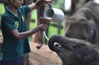 Millennium Elephant Foundation / Pinnawala Elephant Orphanage