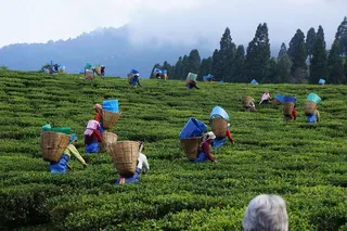 Tea Factory & Tea Plantation